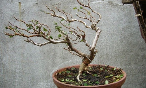 Me tit loat bonsai dang bat phong sieu doc-Hinh-3