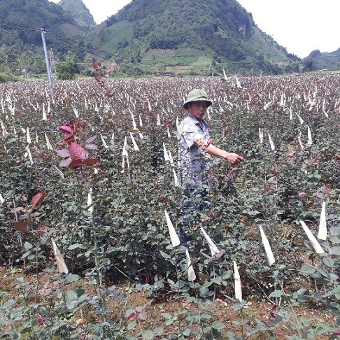 Xem dai gia vung cao trong hoa hong tram trieu-Hinh-3