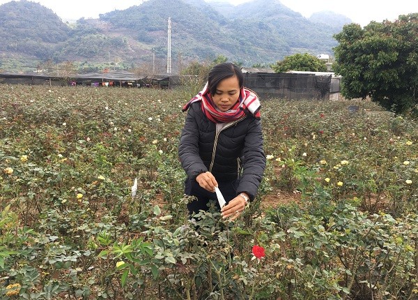 Xem dai gia vung cao trong hoa hong tram trieu-Hinh-7