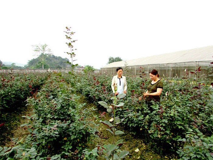 Xem dai gia vung cao trong hoa hong tram trieu-Hinh-8