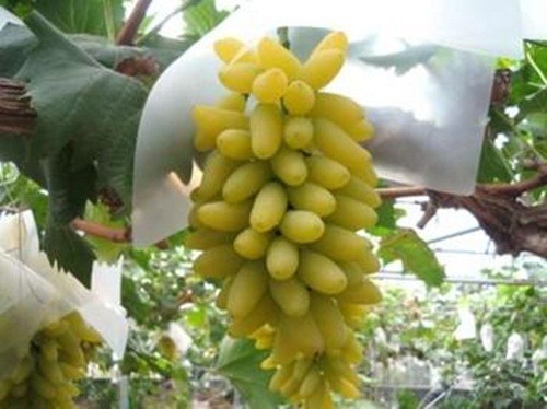 Dot nhap vuon nho ngon tay vang gia 1,5 trieu/kg-Hinh-9