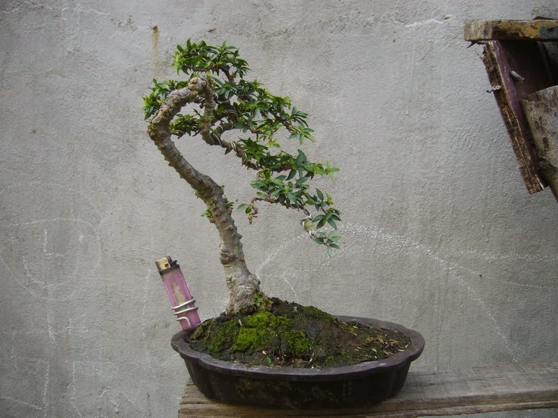 Trang tri nha voi bonsai mai chieu thuy mini dang doc-Hinh-10