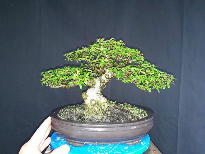 Trang tri nha voi bonsai mai chieu thuy mini dang doc-Hinh-2