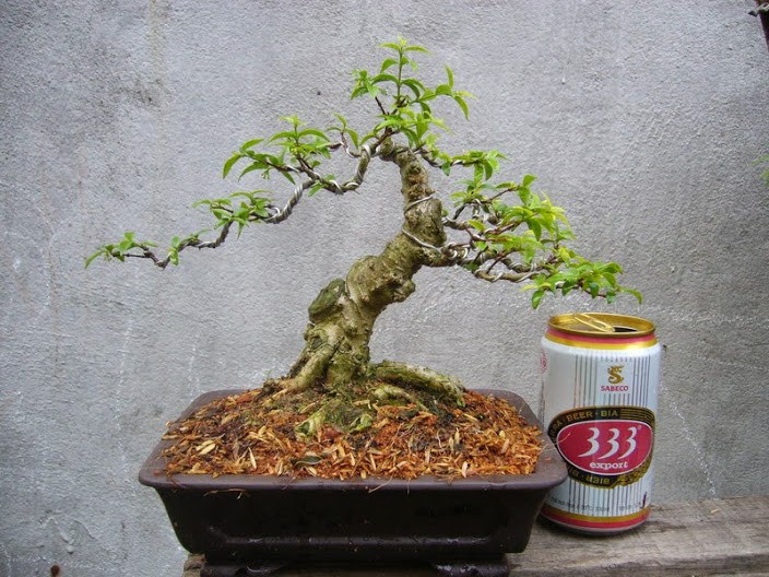 Trang tri nha voi bonsai mai chieu thuy mini dang doc-Hinh-3