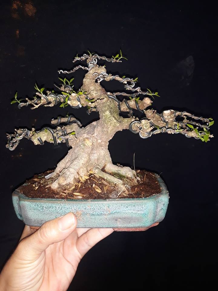 Trang tri nha voi bonsai mai chieu thuy mini dang doc-Hinh-4