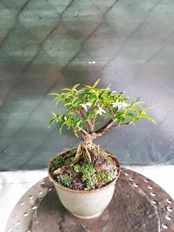 Trang tri nha voi bonsai mai chieu thuy mini dang doc-Hinh-5