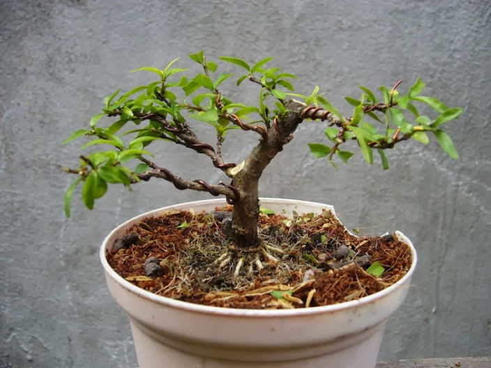 Trang tri nha voi bonsai mai chieu thuy mini dang doc-Hinh-8