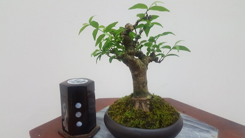 Trang tri nha voi bonsai mai chieu thuy mini dang doc-Hinh-9