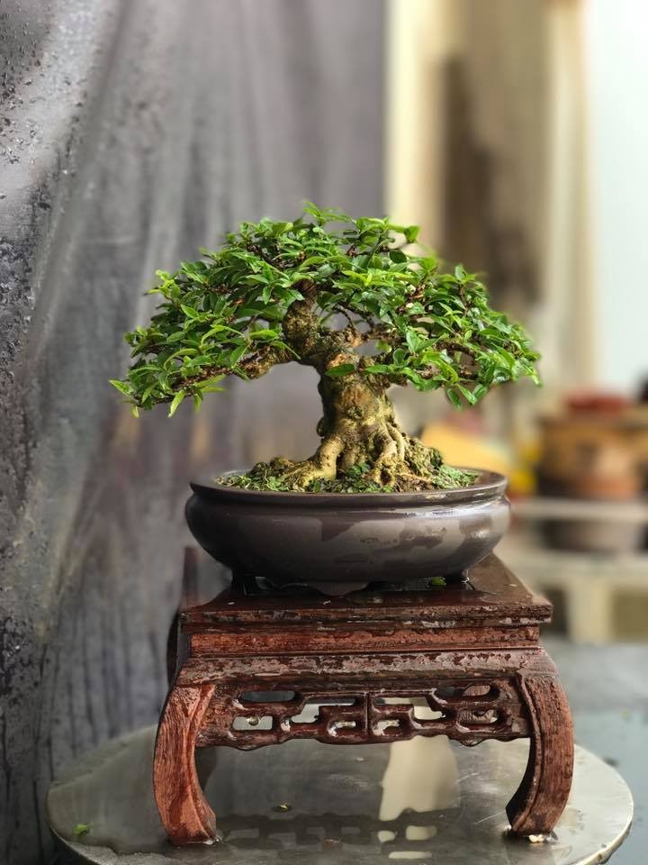 Trang tri nha voi bonsai mai chieu thuy mini dang doc