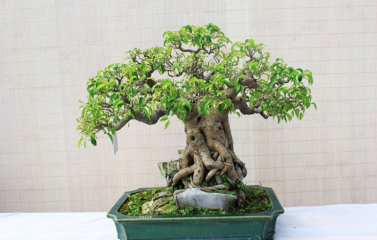 Moi mat ngam loat bonsai bam da day nghe thuat-Hinh-3