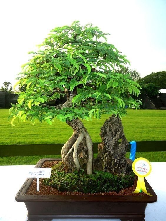 Moi mat ngam loat bonsai bam da day nghe thuat-Hinh-4