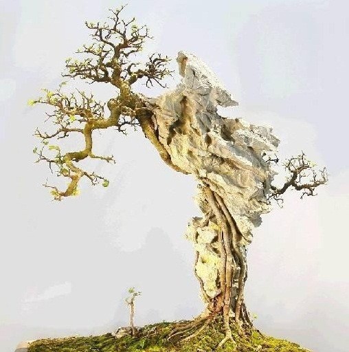 Moi mat ngam loat bonsai bam da day nghe thuat-Hinh-7