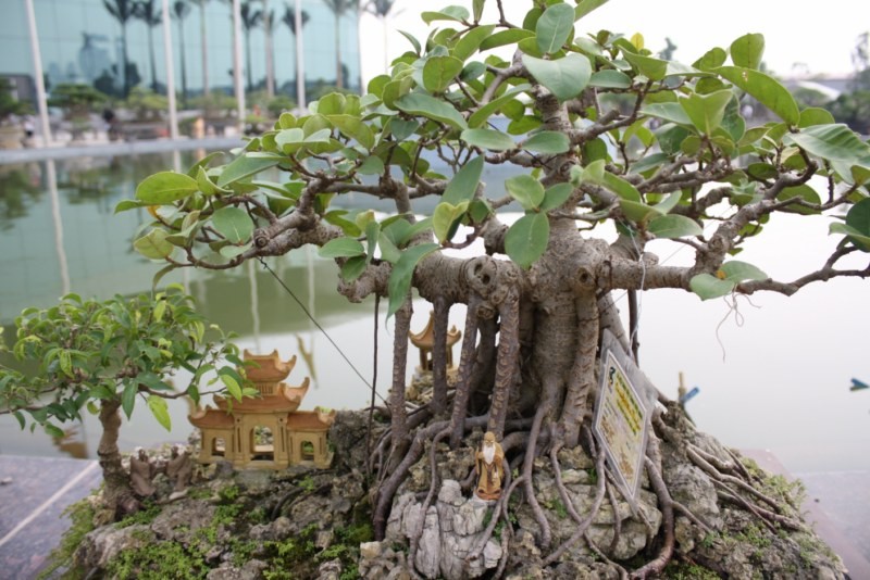 Moi mat ngam loat bonsai bam da day nghe thuat-Hinh-9