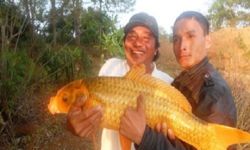 San cua hiem, vat la duoi mieng nui lua khong lo-Hinh-3