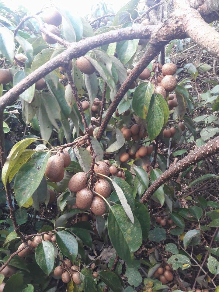 Can canh kiwi rung gia “beo” chi em tranh nhau mua-Hinh-8