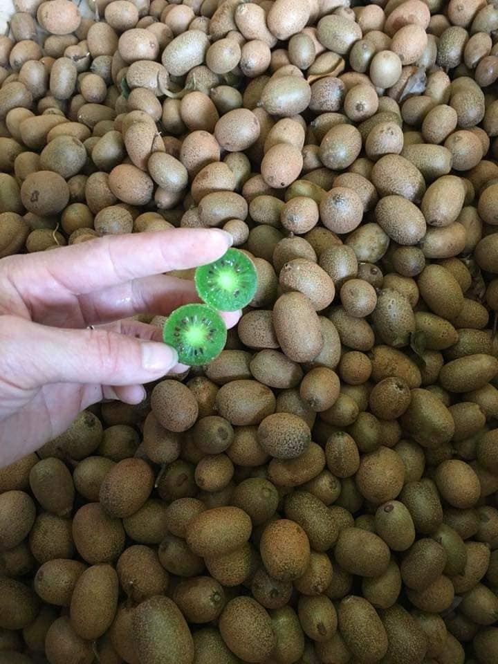 Can canh kiwi rung gia “beo” chi em tranh nhau mua