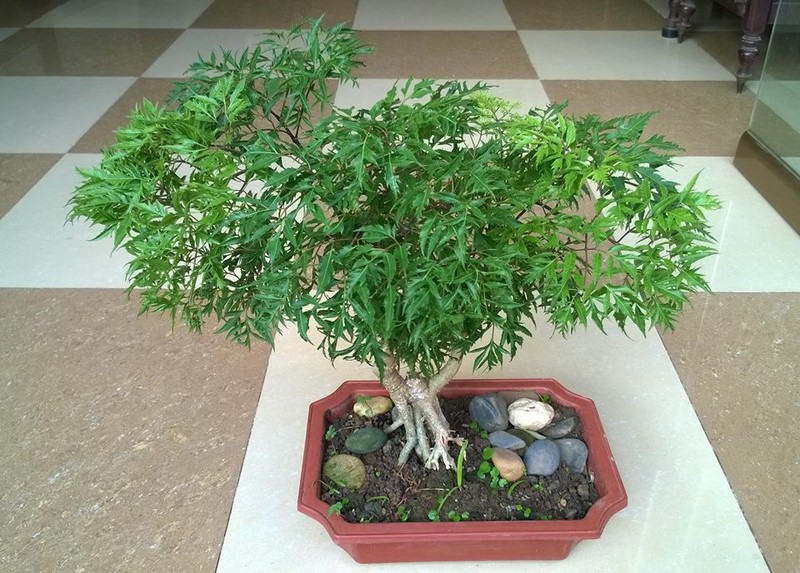 Man nhan loat bonsai dinh lang sieu la mat-Hinh-3