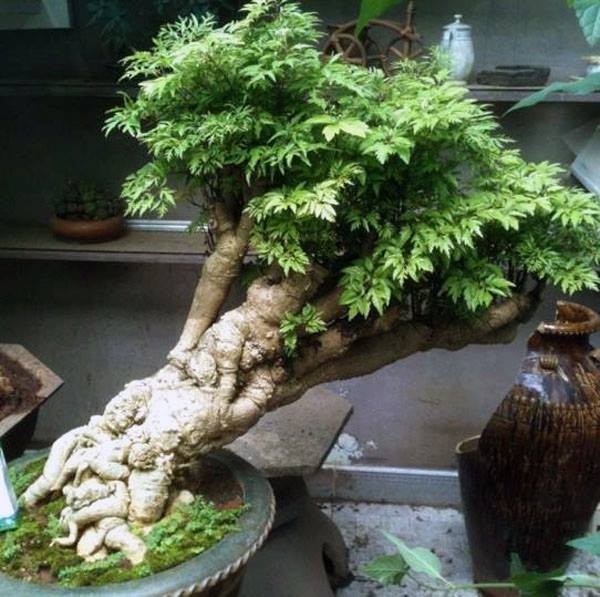 Man nhan loat bonsai dinh lang sieu la mat-Hinh-4