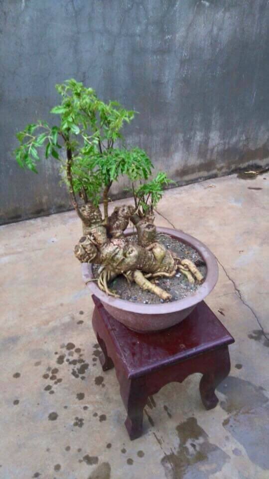 Man nhan loat bonsai dinh lang sieu la mat-Hinh-6