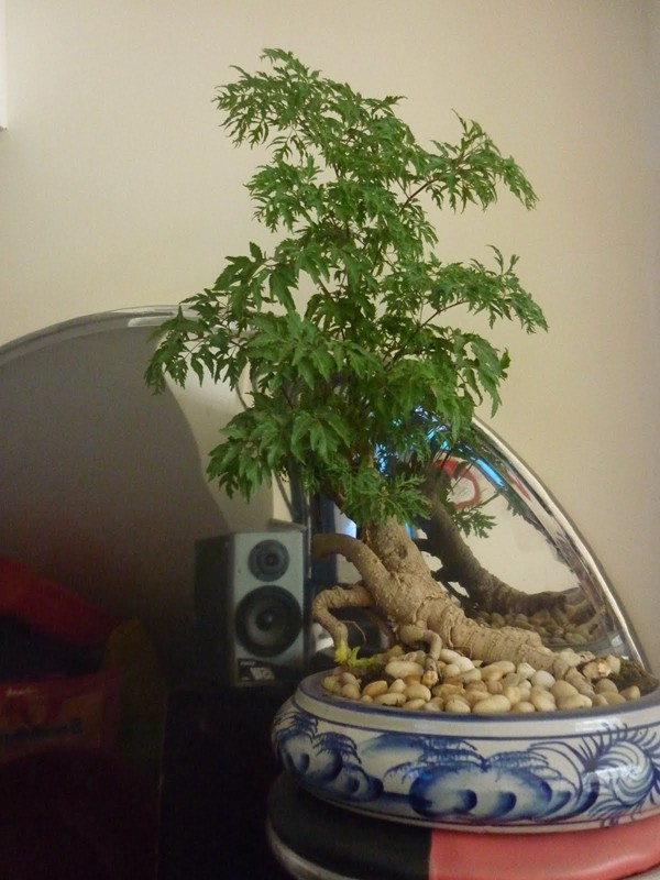 Man nhan loat bonsai dinh lang sieu la mat-Hinh-8