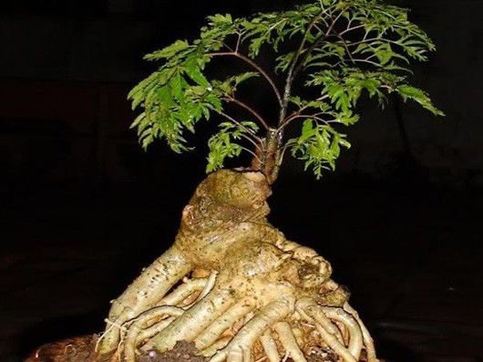 Man nhan loat bonsai dinh lang sieu la mat-Hinh-9