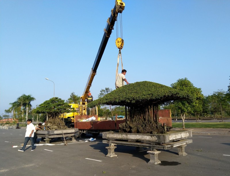 Chiem nguong trien lam bonsai, chim canh “doc, la”, hiem co, kho tim-Hinh-2