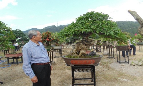 Chiem nguong trien lam bonsai, chim canh “doc, la”, hiem co, kho tim-Hinh-3