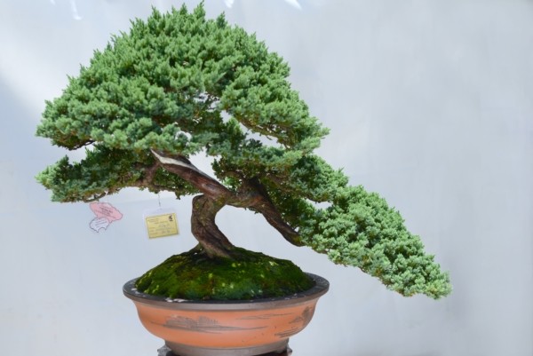 Chiem nguong trien lam bonsai, chim canh “doc, la”, hiem co, kho tim-Hinh-5