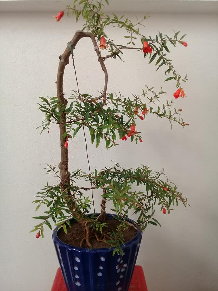 Dep hut mat loat bonsai dang van nhan day nghe thuat-Hinh-4