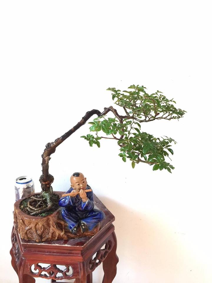 Dep hut mat loat bonsai dang van nhan day nghe thuat-Hinh-5