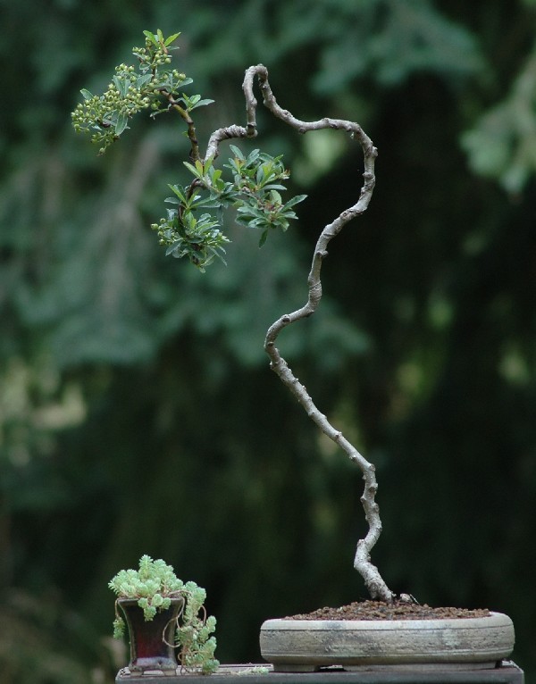 Dep hut mat loat bonsai dang van nhan day nghe thuat-Hinh-7