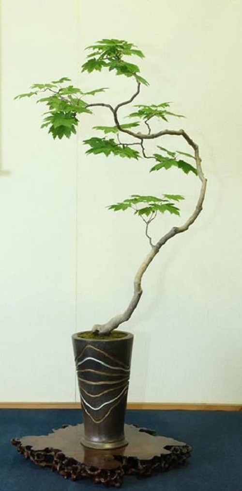 Dep hut mat loat bonsai dang van nhan day nghe thuat-Hinh-8