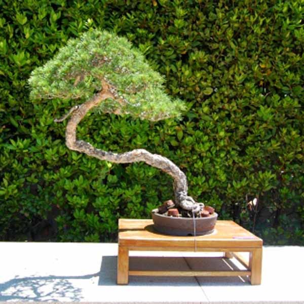 Dep hut mat loat bonsai dang van nhan day nghe thuat