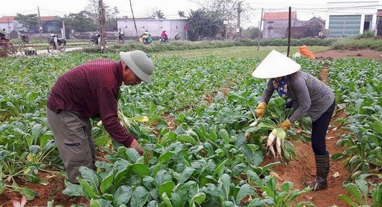 Mua thu hoach “nhan sam trang” lai tien trieu o Nghe An-Hinh-4