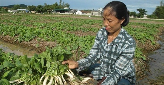 Mua thu hoach “nhan sam trang” lai tien trieu o Nghe An-Hinh-8