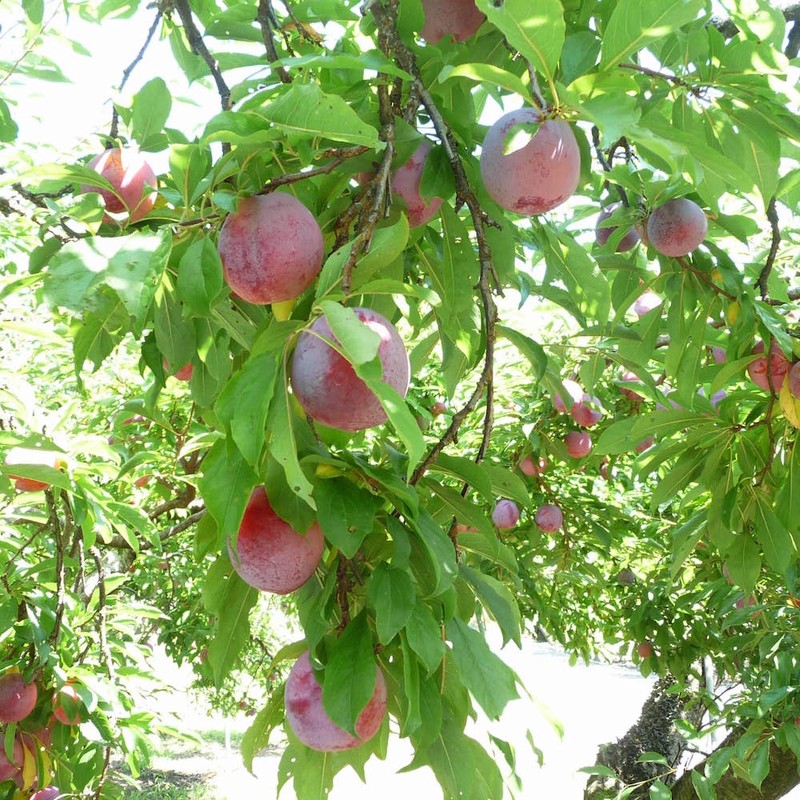 Choang ngop vuong quoc trai cay sieu hiem, ai nhin cung phat them-Hinh-4