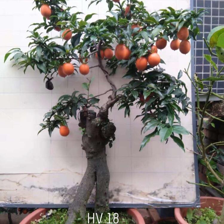 Hong da bonsai - Mot choi cay canh tien ty Tet Ky Hoi 2019-Hinh-7
