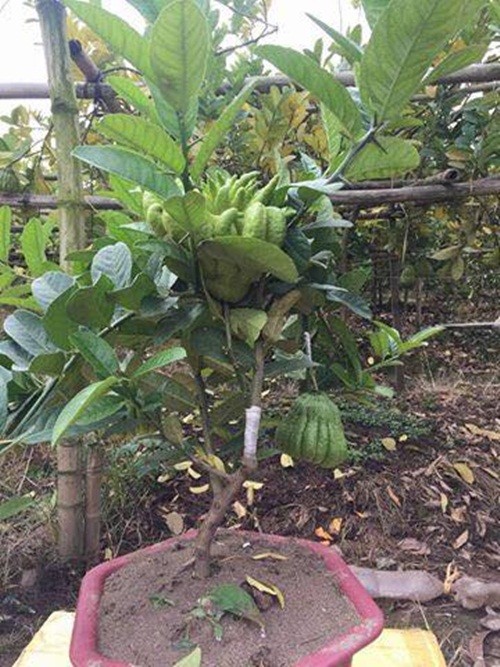 Phat thu bonsai mini tuyet dep hut khach truoc Tet-Hinh-5