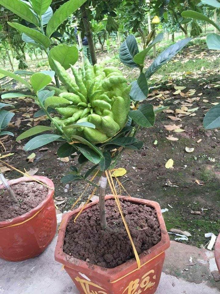 Phat thu bonsai mini tuyet dep hut khach truoc Tet-Hinh-6