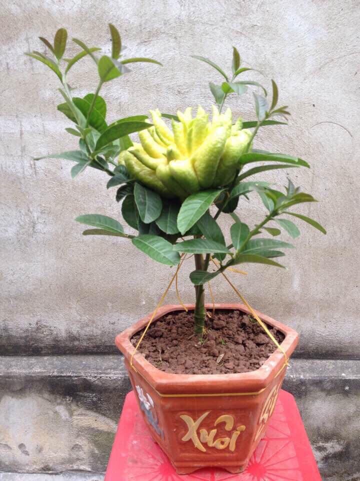 Phat thu bonsai mini tuyet dep hut khach truoc Tet-Hinh-7