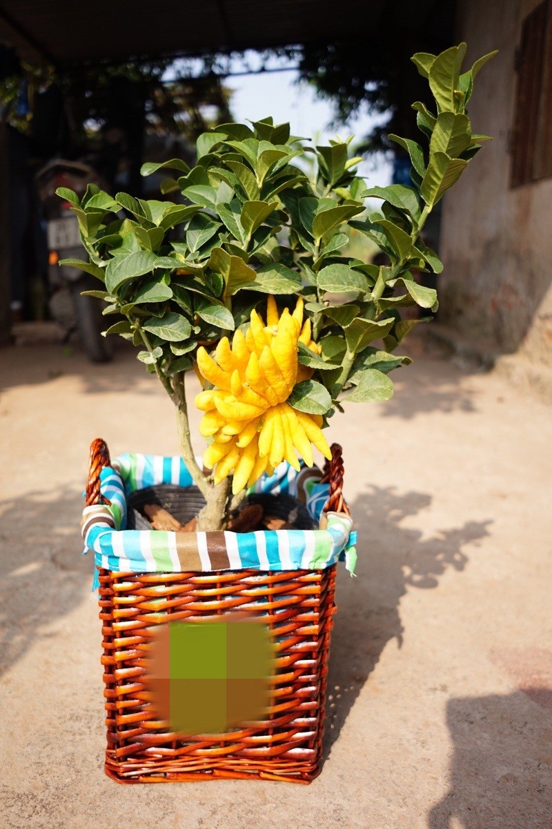 Phat thu bonsai mini tuyet dep hut khach truoc Tet-Hinh-8