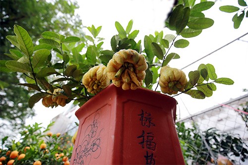Phat thu bonsai mini tuyet dep hut khach truoc Tet-Hinh-9
