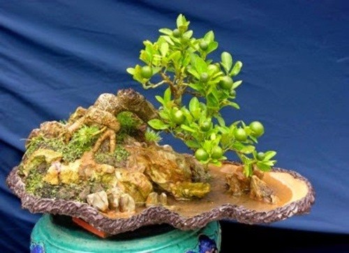 Man nhan quat bonsai la mat chung Tet 2019-Hinh-10