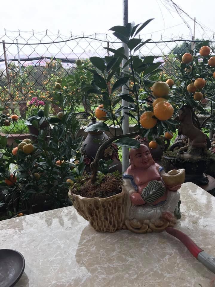 Man nhan quat bonsai la mat chung Tet 2019-Hinh-4