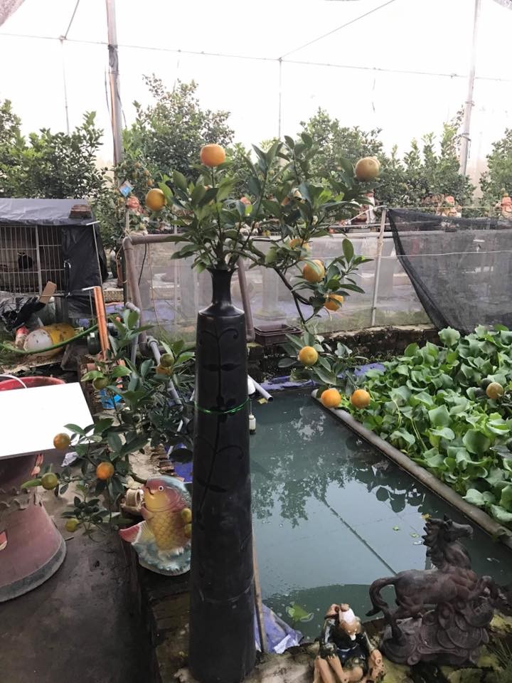 Man nhan quat bonsai la mat chung Tet 2019-Hinh-5
