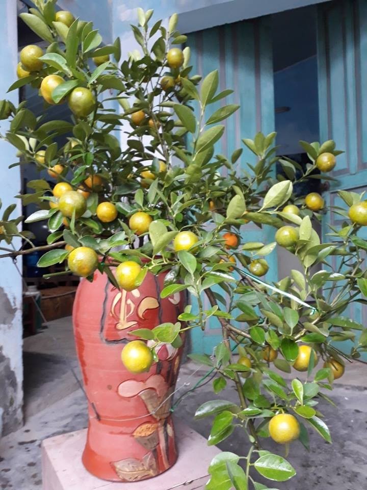 Man nhan quat bonsai la mat chung Tet 2019-Hinh-9