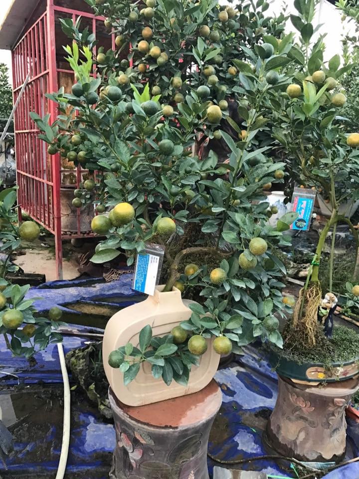 Man nhan quat bonsai la mat chung Tet 2019