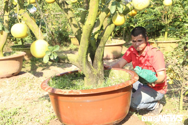 Trong cay doc choi Tet, lao nong Ha thanh thu nua ty dong-Hinh-10