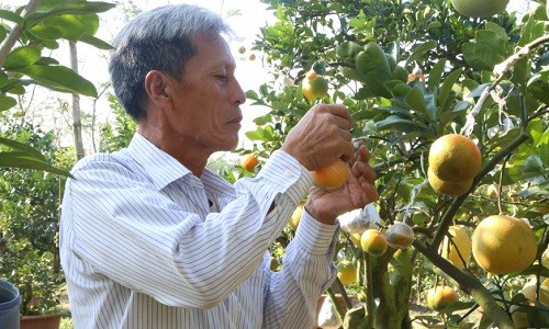 Trong cay doc choi Tet, lao nong Ha thanh thu nua ty dong