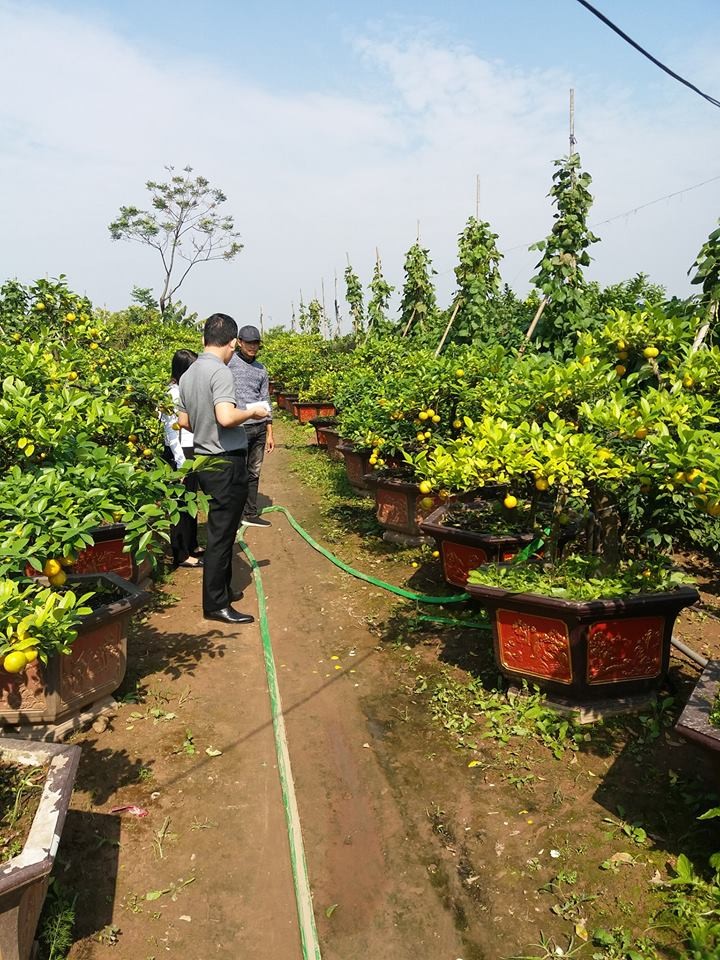 Phat sot chanh vang tu quy bonsai tien trieu choi Tet-Hinh-5